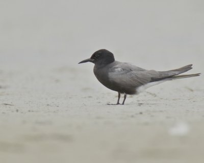 Black Tern, Harbor Island, SC, 2014