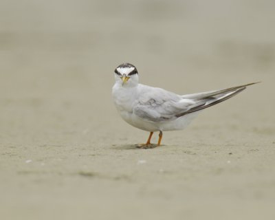 Least Tern, Harbor Island, SC, 2014