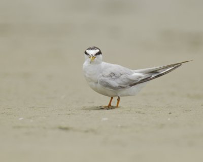 Least Tern, Harbor Island, SC, 2014