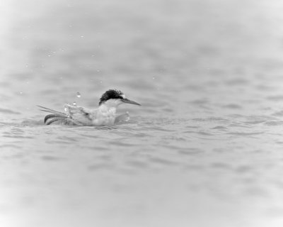 Least Tern, Harbor Island, SC, 2014