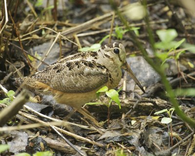 American Woodcock, Magee Marsh, OH, May 2014