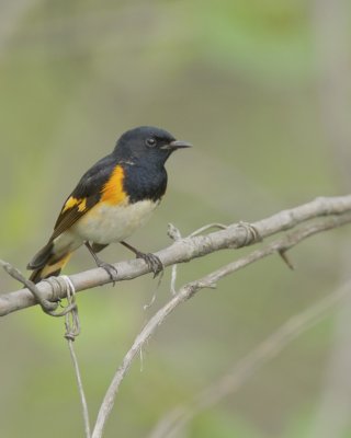 American Redstart, Magee Marsh, OH, May 2014