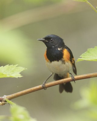 American Redstart, Magee Marsh, OH, May 2014