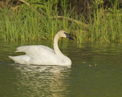 Trumpeter Swan, Magee Marsh, OH, May 2014