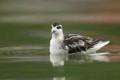 Red-neck Phalarope, Eden Park, Cincinnati, September 2014