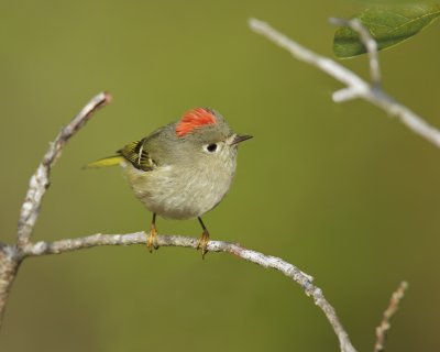 Ruby-crowned Kinglet, Dauphin Island, AL, Dec 2013