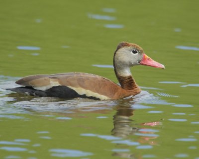 Black-bellied Whistling Duck, Lake Reba, Richmond, KY, April 26, 2015