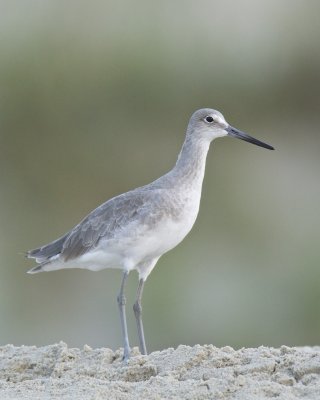 Willet, Cape Hatteras, NC, September 2015