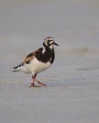 Ruddy Turnstone, Cape Hatteras, NC, September 2015