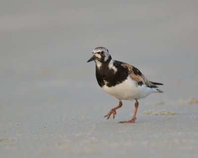 Ruddy Turnstone, Cape Hatteras, NC, September 2015