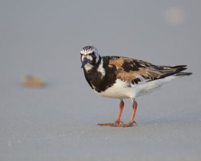 Ruddy Turnstone, Cape Hatteras, NC, September 2015