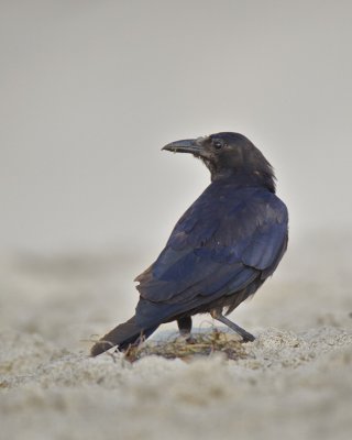 Fish Crow, Cape Hatteras, NC, September 2015