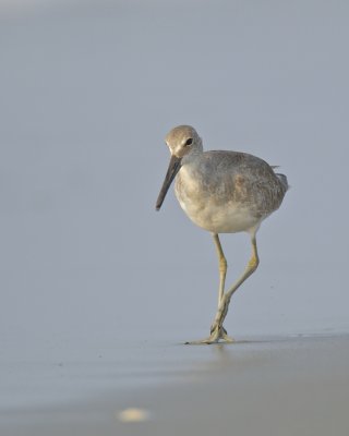 Willet, Cape Hatteras, NC, September 2015