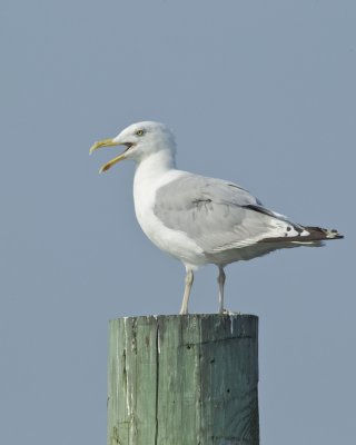 Herring Gull, Cape Hatteras, NC, September 2015