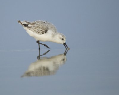 Sanderling, Cape Hatteras, NC, September 2015