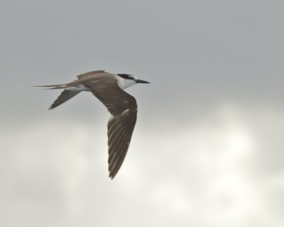 Bridled Tern, Cape Hatteras, NC, September 2015