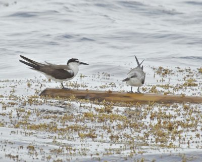 Bridled Tern, Cape Hatteras, NC, September 2015