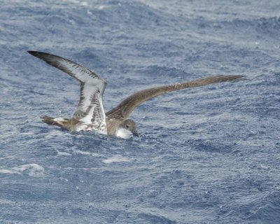 Greater Shearwater, Cape Hatteras, NC, September 2015