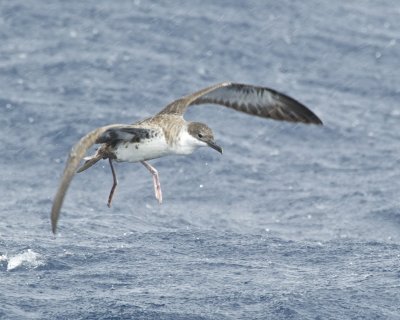 Greater Shearwater, Cape Hatteras, NC, September 2015