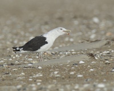 Great Black-backed Gull, Cape Hatteras, NC, September 2015