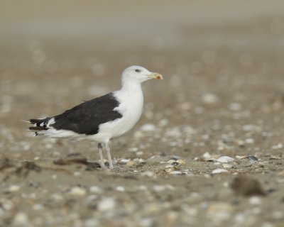 Great Black-backed Gull, Cape Hatteras, NC, September 2015