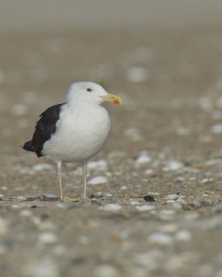 Great Black-backed Gull, Cape Hatteras, NC, September 2015