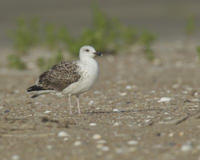 Great Black-backed Gull (2nd Cycle), Cape Hatteras, NC, September 2015