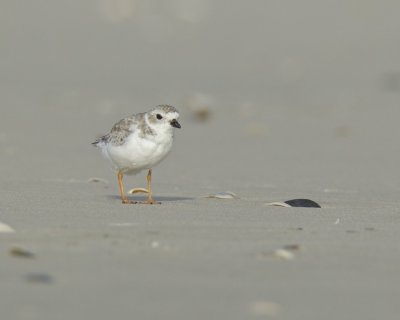 Piping Plover, Cape Hatteras, NC, September 2015