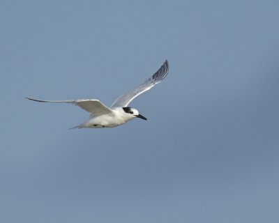 Sandwich Tern, Cape Hatteras, NC, September 2015