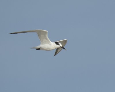 Sandwich Tern, Cape Hatteras, NC, September 2015