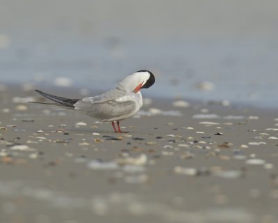 Common Tern, Cape Hatteras, NC, September 2015