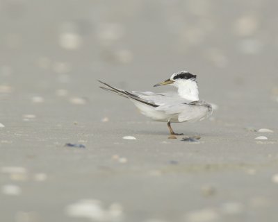 Least Tern, Cape Hatteras, NC, September 2015