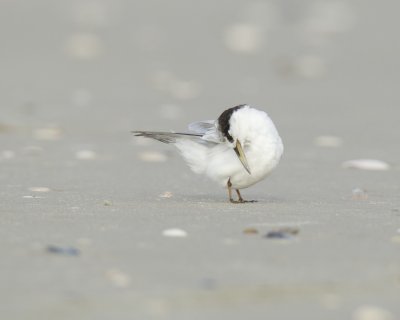 Least Tern, Cape Hatteras, NC, September 2015