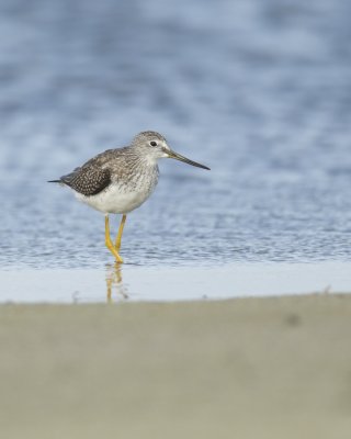 Greater Yellowlegs, Cape Hatteras, NC, September 2015