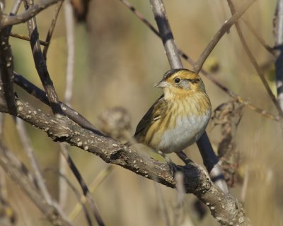 Nelson's Sparrow, Miami Whitewater Wetland, Hamilton County, OH, 10/10/15