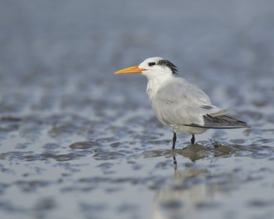 Gulls, Terns, Skimmers and Allies