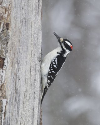 Hairy Woodpecker, UP Michigan, January  2016