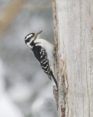 Hairy Woodpecker, UP Michigan, January  2016