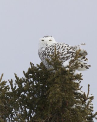 Snowy Owl, UP Michigan, January  2016