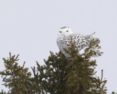 Snowy Owl, UP Michigan, January  2016