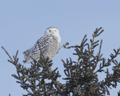 Snowy Owl, UP Michigan, January  2016