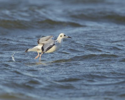 Bonaparte's Gull, Dauphin Island, April 2016