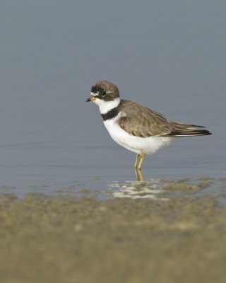 Semipalmated Plover, Dauphin Island, April 2016