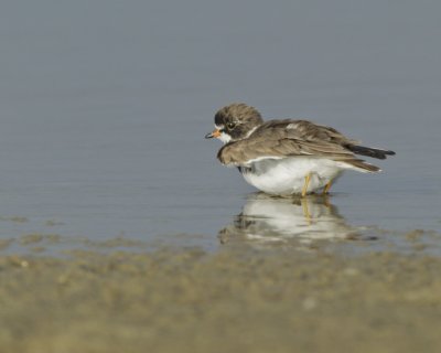 Semipalmated Plover, Dauphin Island, April 2016