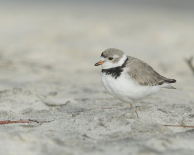 Piping Plover, Dauphin Island, April 2016