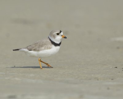 Piping Plover, Dauphin Island, April 2016
