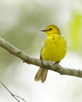 Hooded Warbler, Dauphin Island, April 2016