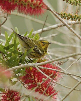 Cape May Warbler, Dauphin Island, April 2016