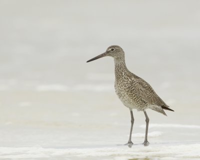 Willet, Dauphin Island, April 2016