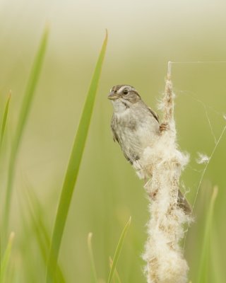 Swamp Sparrow, Nayanquing Point State Wildlife Area, MI, June 2016 